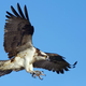 Illustration for article titled Bob Dole Picked Off By Large Hawk Circling Arena Parking Lot